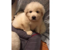 10 Great Pyrenees puppies ready to rehome - 5