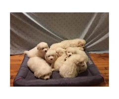 10 Great Pyrenees puppies ready to rehome - 6