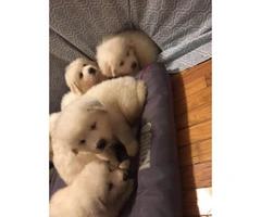 10 Great Pyrenees puppies ready to rehome - 8