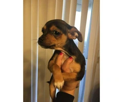 10 weeks female Chihuahua Puppy - 1