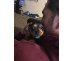 10 weeks female Chihuahua Puppy - 3