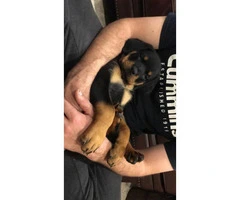 Male German Rottweiler puppy $1500 - 5