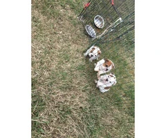 2 Beautiful Males English Bulldog Puppies for sale - 6