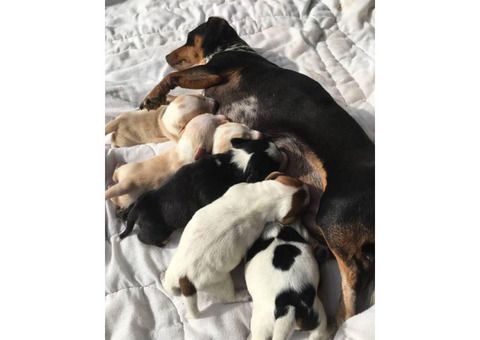 6 Dachshund Puppies Available