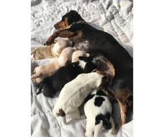 6 Dachshund Puppies Available