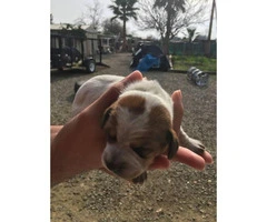 6 Dachshund Puppies Available - 2