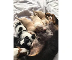 6 Dachshund Puppies Available - 3