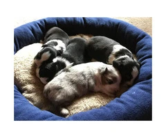 Miniature Australian Shepherd Puppies will be ready for adoption