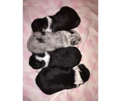 Miniature Australian Shepherd Puppies will be ready for adoption - 5