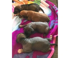4 Xoloitzcuintli hairless puppies looking for a forever home