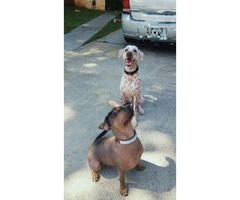 4 Xoloitzcuintli hairless puppies looking for a forever home - 2