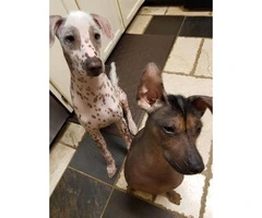 4 Xoloitzcuintli hairless puppies looking for a forever home - 3