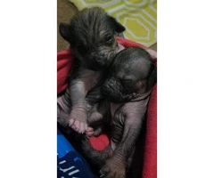 4 Xoloitzcuintli hairless puppies looking for a forever home - 5