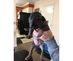 4 Xoloitzcuintli hairless puppies looking for a forever home - 6