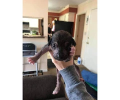 4 Xoloitzcuintli hairless puppies looking for a forever home - 7