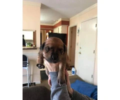 4 Xoloitzcuintli hairless puppies looking for a forever home - 9