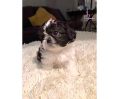 puppies shih tzu