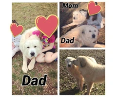 For Sale pure bred Great Pyrenees with AKC Papers - 7