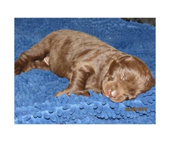 AKC Registered Labrador Retrievers - 3