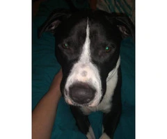 10 month old Staffordshire Terrier Puppy very friendly with everyone - 1