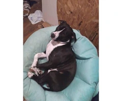 10 month old Staffordshire Terrier Puppy very friendly with everyone
