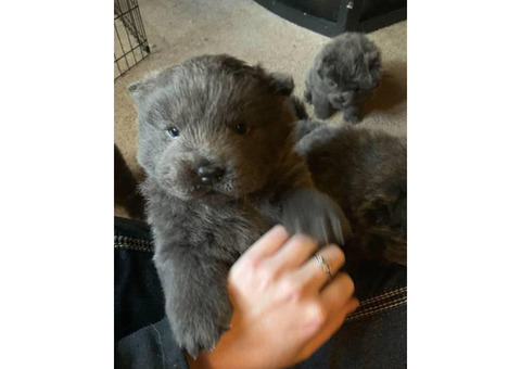 5 blue Chow Chow puppies