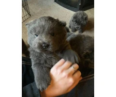 5 blue Chow Chow puppies