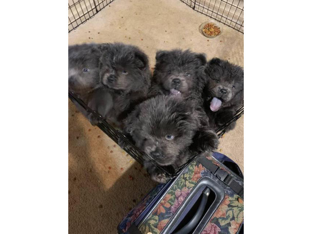 5 blue Chow Chow puppies in Pittsburgh, Pennsylvania ...