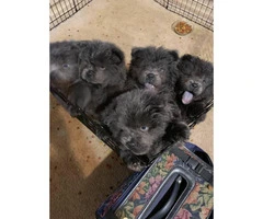 5 blue Chow Chow puppies - 7
