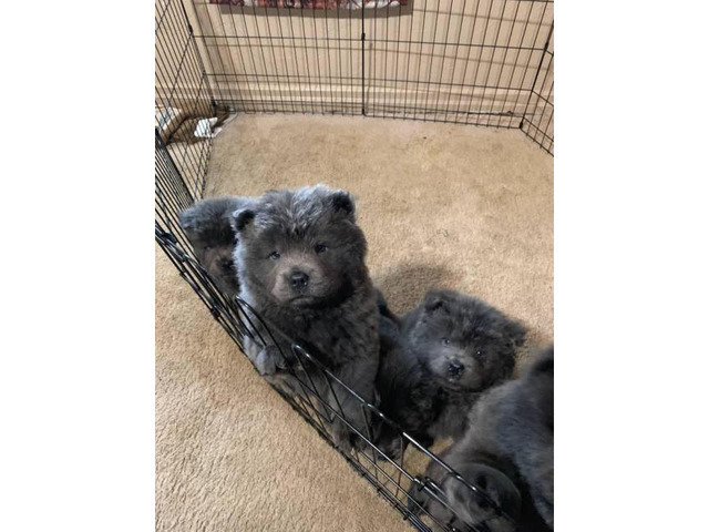 5 blue Chow Chow puppies in Pittsburgh, Pennsylvania