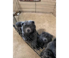 5 blue Chow Chow puppies - 9