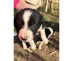 6 week old border collies for sale Full blooded