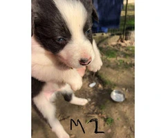 6 week old border collies for sale Full blooded - 2
