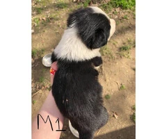 6 week old border collies for sale Full blooded - 3