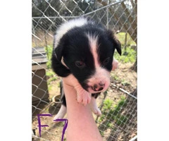 6 week old border collies for sale Full blooded - 4