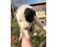 6 week old border collies for sale Full blooded - 5