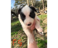 6 week old border collies for sale Full blooded - 6