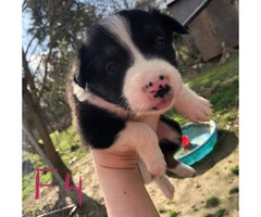 6 week old border collies for sale Full blooded - 7