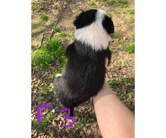 6 week old border collies for sale Full blooded - 8