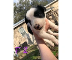 6 week old border collies for sale Full blooded - 9