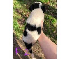 6 week old border collies for sale Full blooded - 10