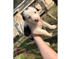 6 week old border collies for sale Full blooded - 11