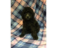Adorable Male Miniature Poodle puppy available now