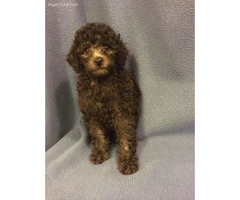 Adorable Male Miniature Poodle puppy available now - 2