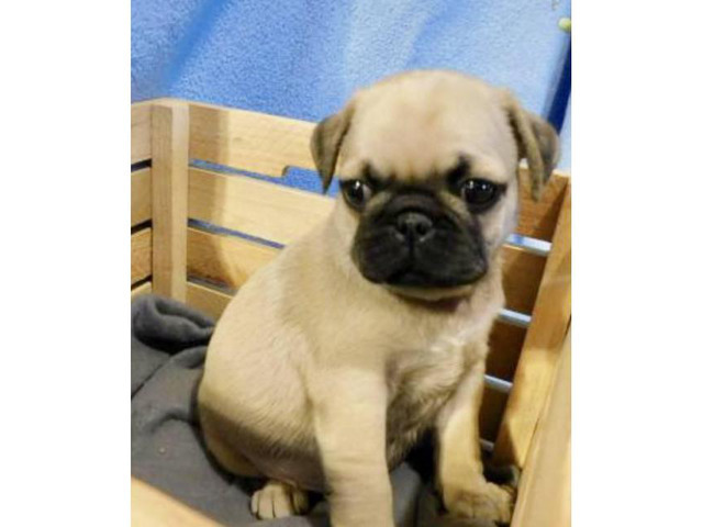 2 males pug puppies in Phoenix, Arizona - Puppies for Sale Near Me