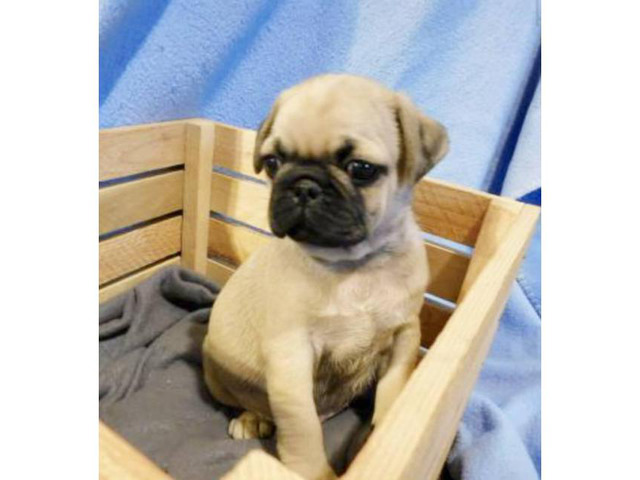 2 males pug puppies Phoenix - Puppies for Sale Near Me