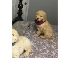 One female standard poodle puppy - 1