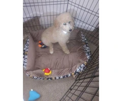 One female standard poodle puppy - 3