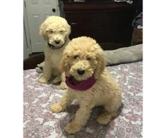 One female standard poodle puppy - 4