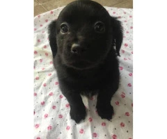 Female Black Lab Puppy for sale